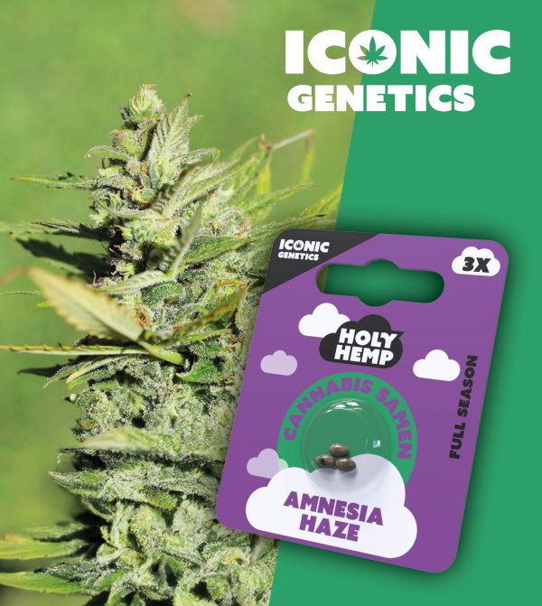 Amnesia Haze - Iconic Seeds