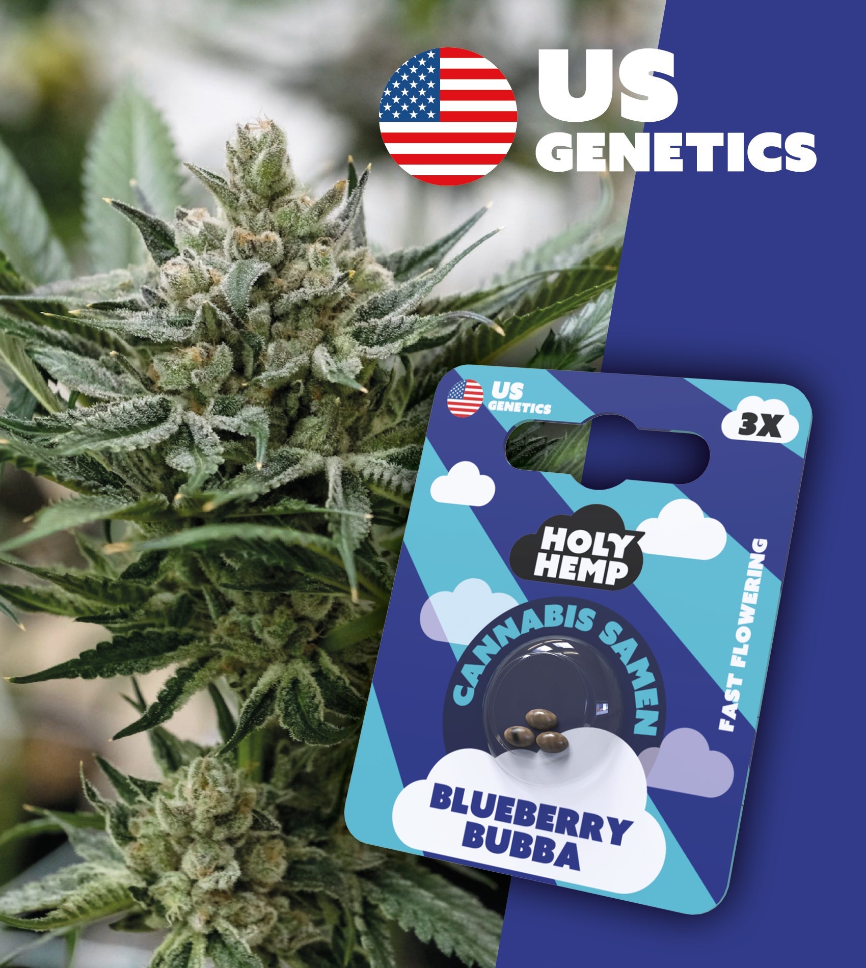 Blueberry Bubba Calli Seeds