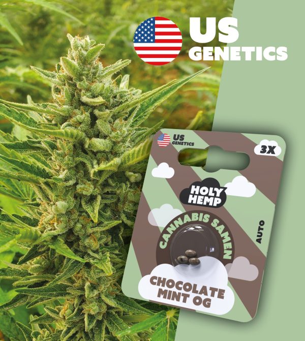 Chocolate Mint OG