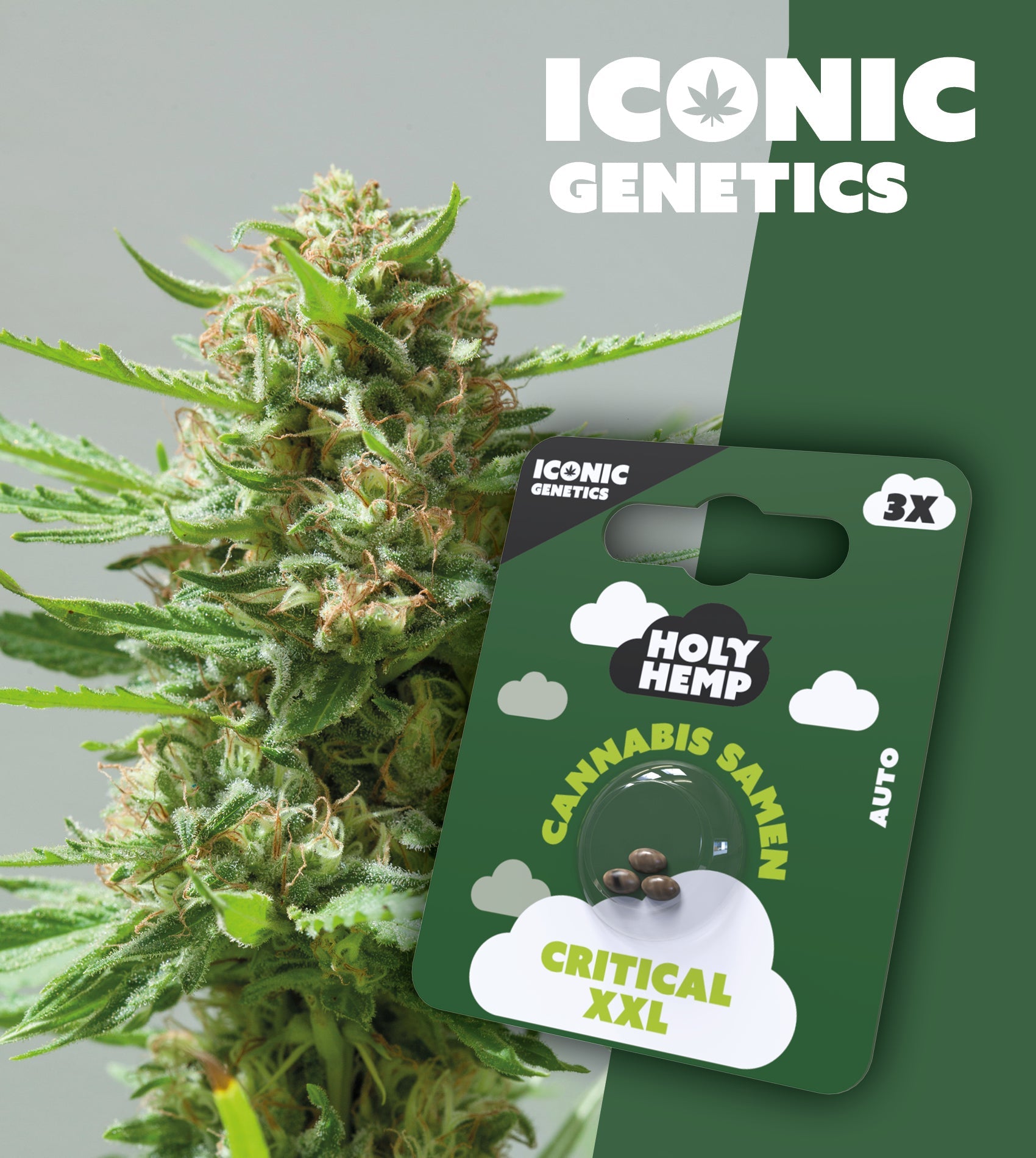 Critical XXL