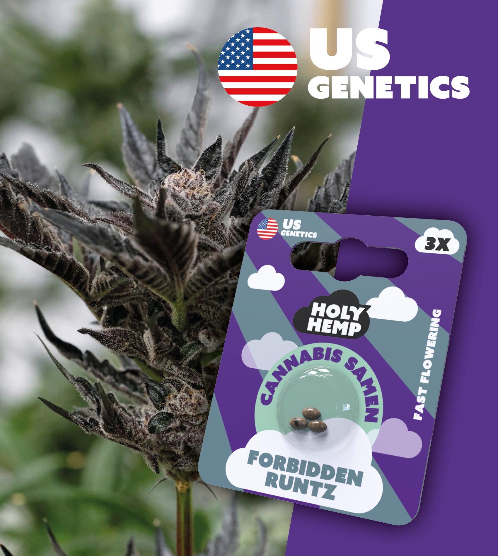 USA Forbidden Runtz - Calli Seeds