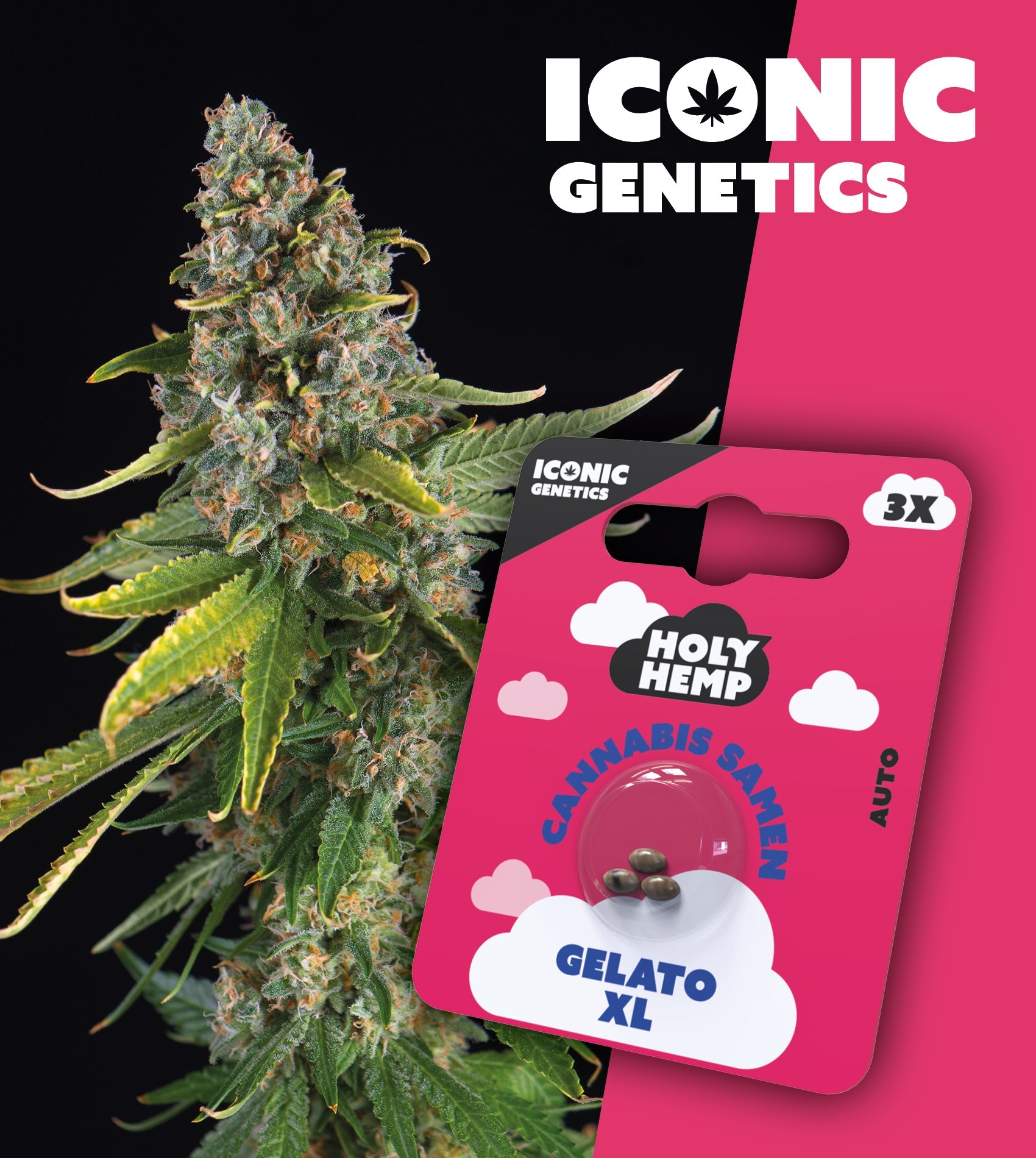 Gelato XL