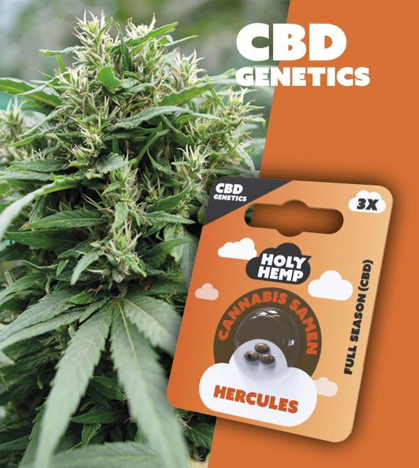 Hercules - CBD Genetics