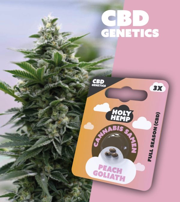 Peach Goliath - CBD Genetics