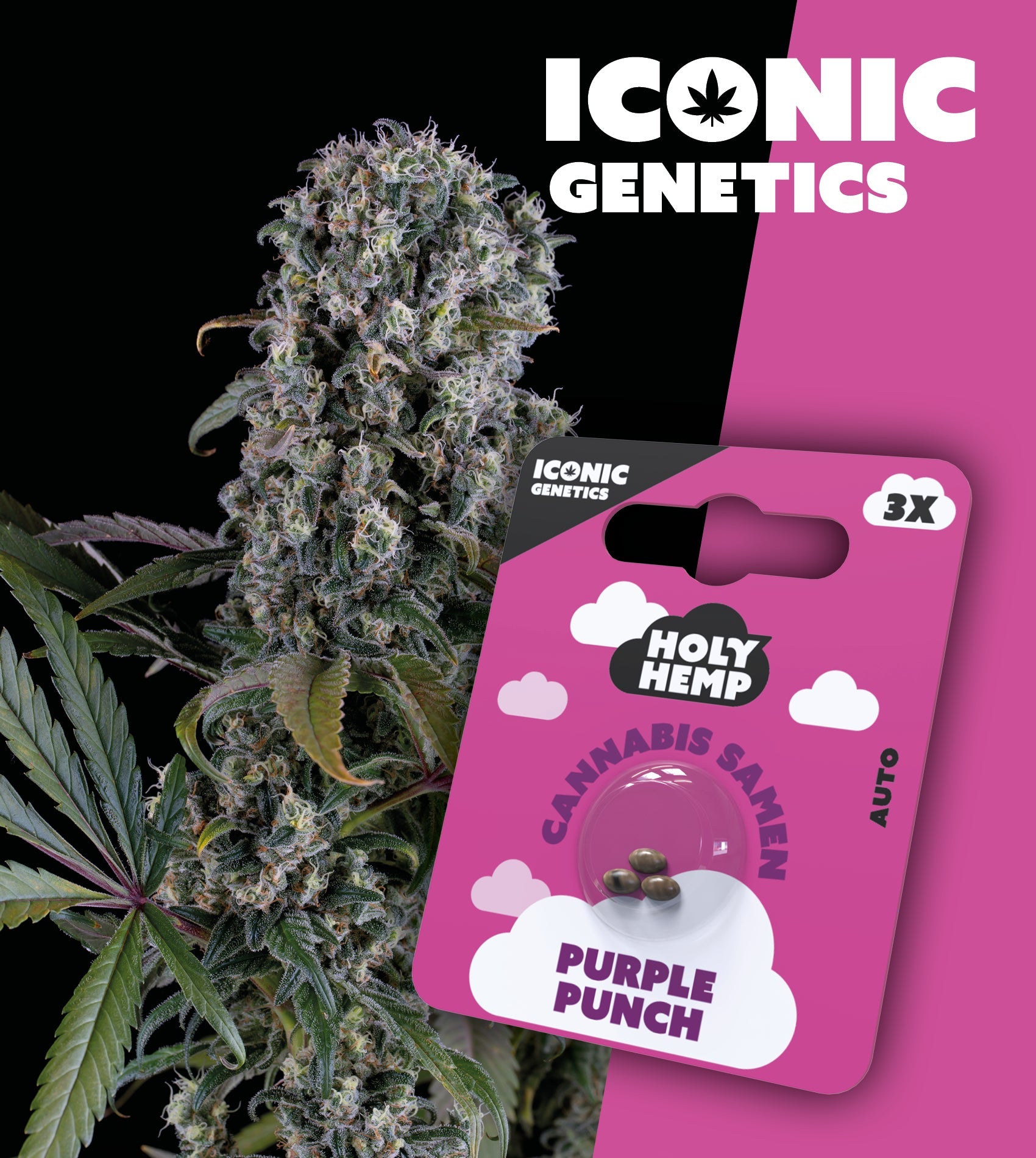 Purple Punch