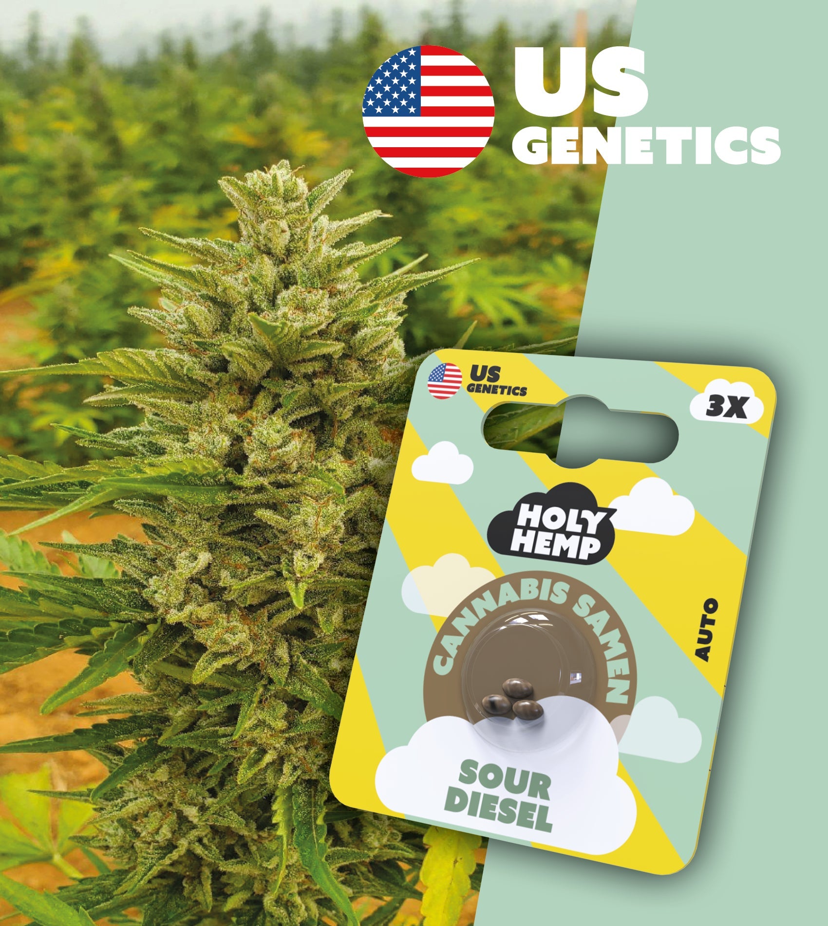 Sour Diesel Cannabissamen