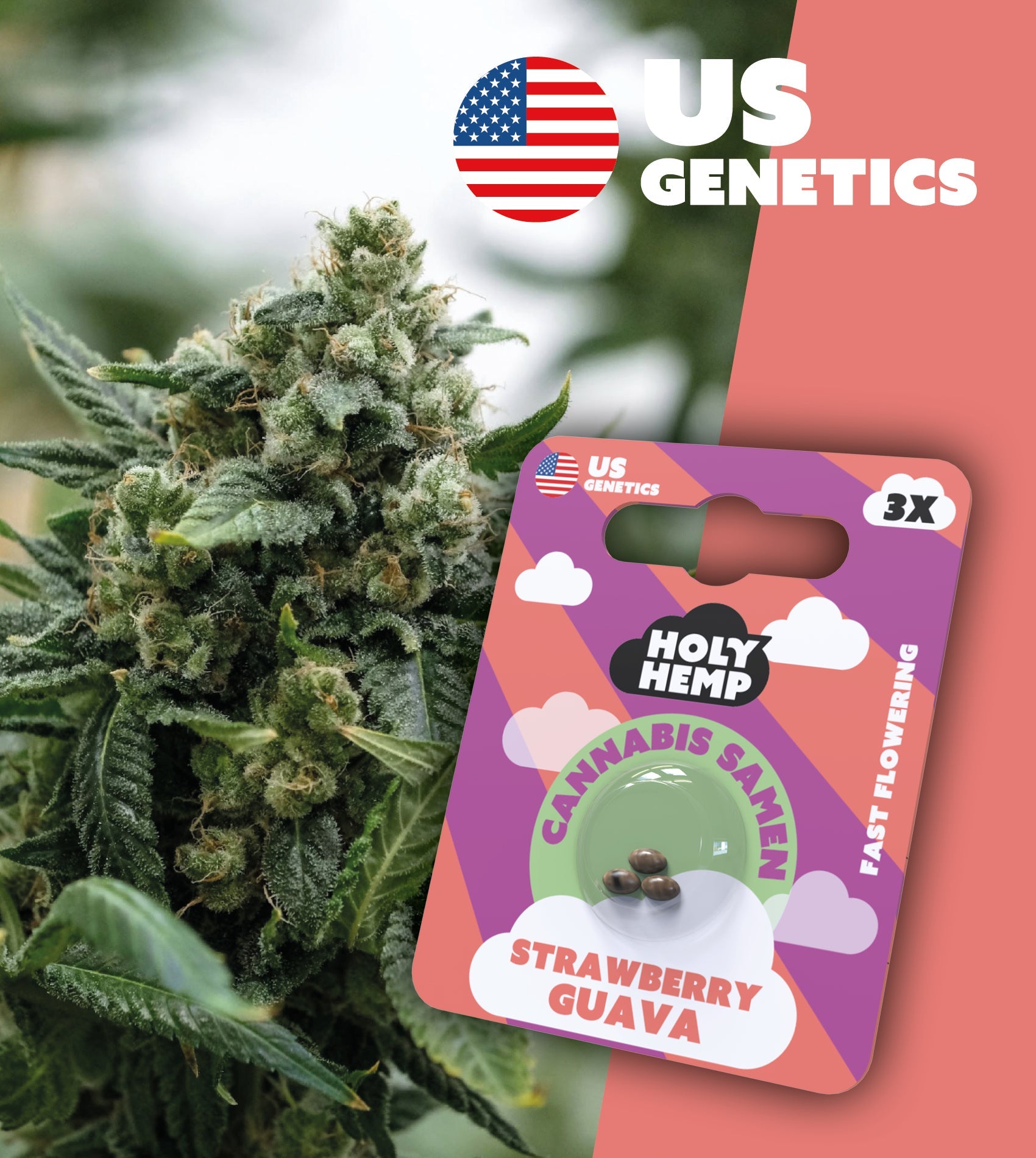 USA GENETICS - Strawberry Guava - Cali Seeds
