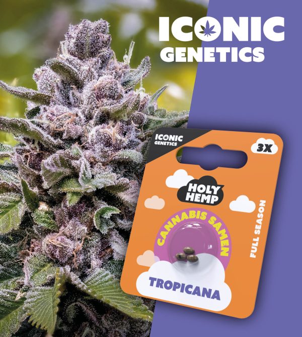 Tropicana - Iconic Seeds