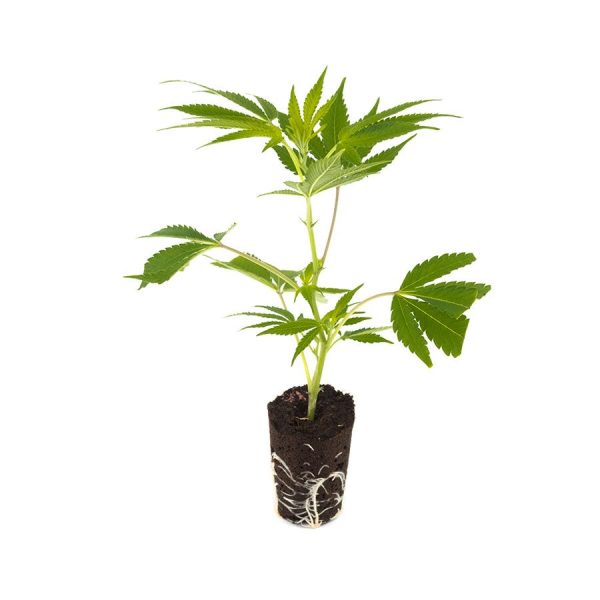 Critical 2.0 Cannabis Steckling
