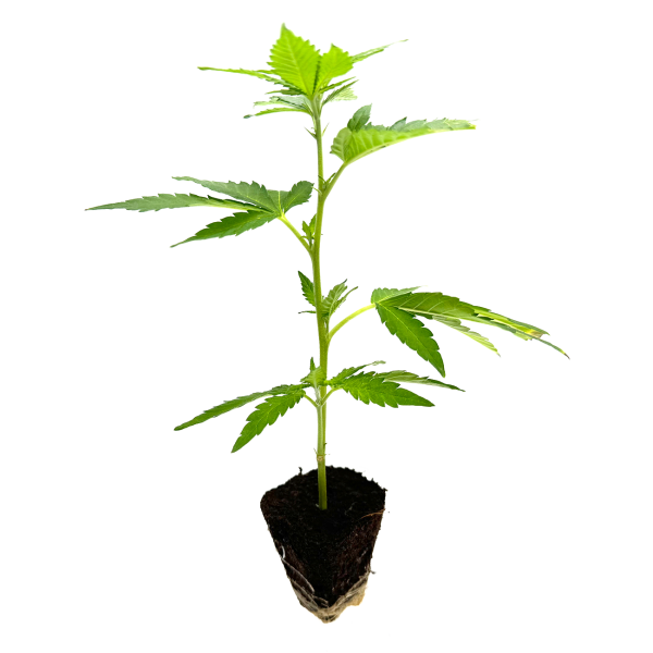 Gogurtz Cannabis Steckling