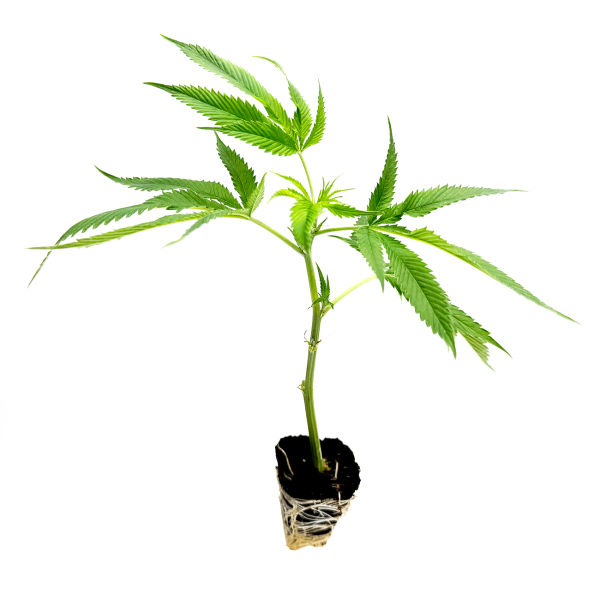 Mango Kush