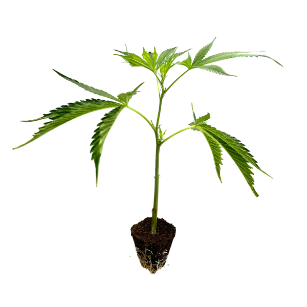 OG Kush