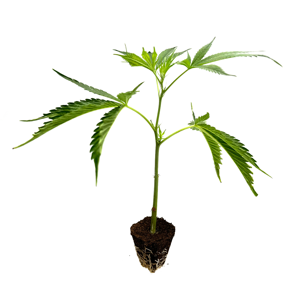 OG Kush